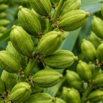 Idukki Cardamom