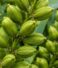 Why Idukki Cardamom Has different Aroma?