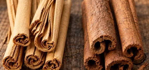 Cinnamon vs Cassia: Real Cinnamon Comparison Cinnamon vs cassia comparison showing thin layered real cinnamon and thick cassia bark